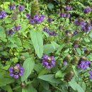 21대 대통령 이재명 당선자에게 바란다. 이미지