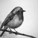 드로잉(소묘) & 스케치 이미지