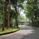 forest | 발리 우붓 가볼만한 곳 ' 몽키포레스트 Sacred Monkey Forest Sanctuary ' 후기