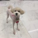 사랑옵개 이미지