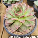 바보다육 네이버블로그