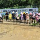 모내기 - 포천시 군내면 | 모내기