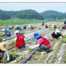 김주철농장 이미지