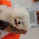 놀러오개 애견 유치원 애견 호텔 이미지