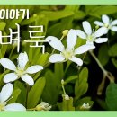 [국립수목원 우리꽃 이야기. 83] 개벼룩 이미지