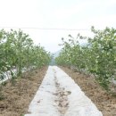 안인농장 이미지