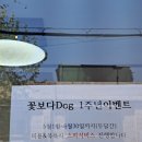 꽃보다 Dog | 인천 부평 애견미용 추천 스트레스 없는 꽃보다Dog 말티즈 후기