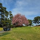 한림용인 | 한림용인CC 다이아몬드·사파이어 코스 라운딩 후기