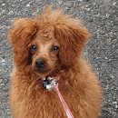 군산월명초등학교 이미지