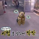 꿀돼지 네이버블로그