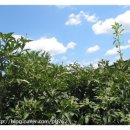 성계농장 이미지