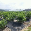 화창농원 이미지