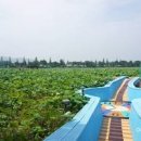 회산백련지 수상유리온실 이미지