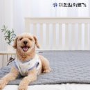 정성의료기 | 올겨울 꿀잠 치트키! 한일의료기 탄소매트 프리즘 1인용 (전자파 걱정 끝!) 🛌