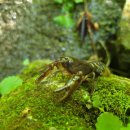 주봉산펜션 이미지