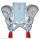 음부신경과 천결절인대의 임상적 중요성 Pudendal Neuralgia & The Clinical Significance of the Sacrotuberous Ligament 이미지