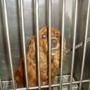 뉴욕동물병원 이미지