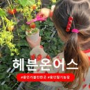 맘농장 | 용인가볼만한곳 용인딸기체험농장 헤븐온어스 동물도 가득