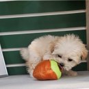 [겨울]기초바둑 | 김포 유기견 보호소 봉사활동 후기