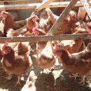 노른자PC 이미지