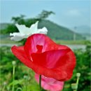 천지공원 이미지