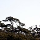 소나무 풍경 이미지