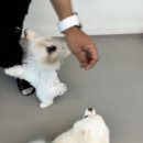 약지애견카페 서창점 이미지