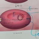 2권 28장 호흡계 319p, 323 혈장에서 조직으로 용해된 산소 전달 이미지