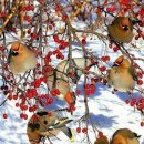 아비숑모텔 이미지