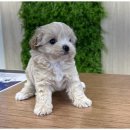 도그마루 천안지점 이미지