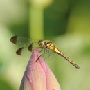 사랑의 날개 이미지