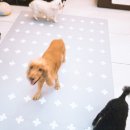 러블리펫텔 네이버블로그