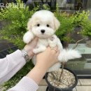 우아퍼피 이미지