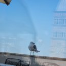 베드로약국 | 여행 2일차 | 완벽한 4가지 명소 트레비 분수, 판테온, 성베드로성당, 콜로세움을 다녀온 하루 일정 추천