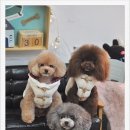 제니브라우니