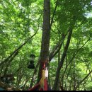 산토 | 천연방향제 빅이지 팔로산토 후기