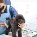 킴스애견미용 이미지