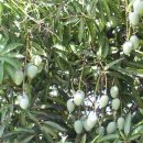 초록망고 이미지