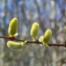 버들강아지 이미지