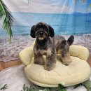 종로애견미용 이미지