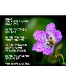 물망초