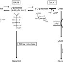 삼광사료 | [초보산모일지#9] 신생아 선천성 대사이상검사(NST) 중 갈락토스혈증 대학병원 효소정밀검사 결과...