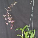 Dendrobium Caesar 'penang Little Magic' 이미지
