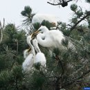 백로마을 이미지