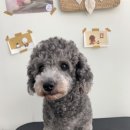 그루밍나인 이미지