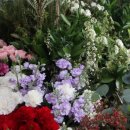 미란꽃방 이미지