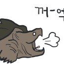 거북낚시