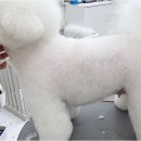 우아댕댕 네이버블로그