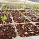 선향농장 이미지