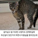 멍뭉이 미용실 이미지